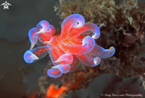 A Phyllodesmium poindiniei | Pink Fluffy Phyllodesmium