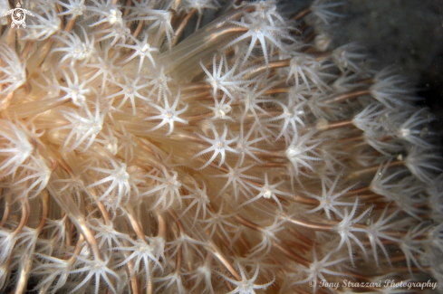 A Cavernularia obesa  | Sea pen