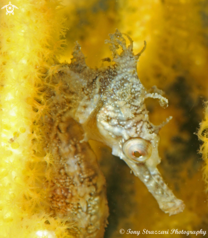 A White's seahorse