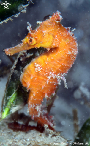 A White's seahorse