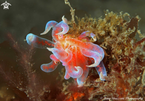 A Pink Fluffy Phyllodesmium