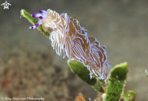 A Blue Dragon -White  Colour Variation