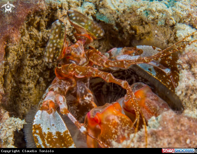 A Lisa's Mantis Shrimp