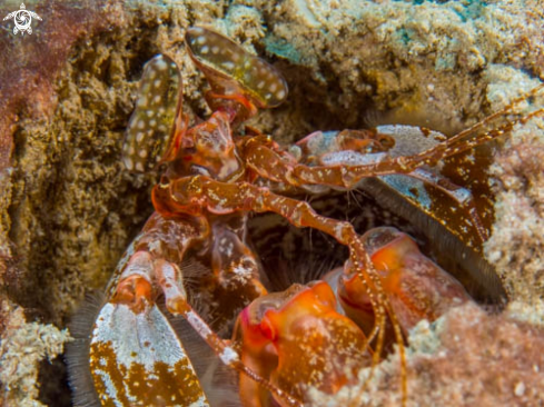 A Lysiosquillina lisa | Lisa's Mantis Shrimp