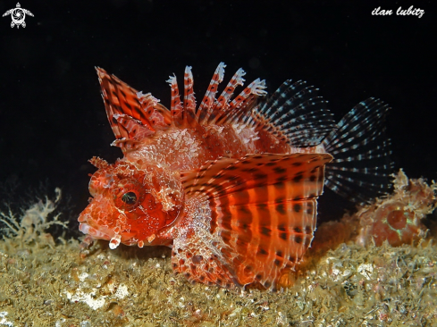 A Dendrochirus brachypterus | lion fish