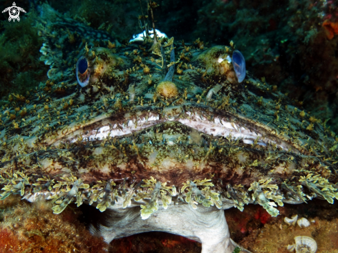 A Lophius piscatorius | Anglerfish