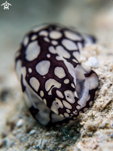 A Head Sheild Slug