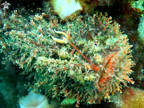 A Rhycherus filamentosus | Tasselled Anglerfish