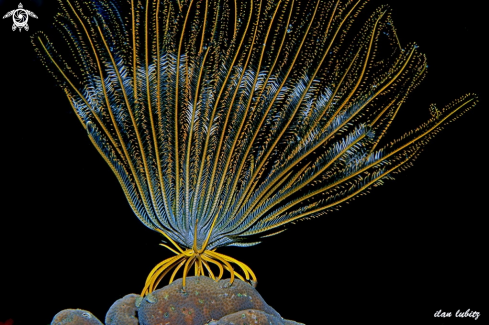 A feather star