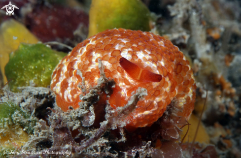 A Pleurobranchus peroni | Pleurobranchus peroni