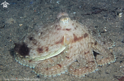 A Octopus australis | Hammer octopus