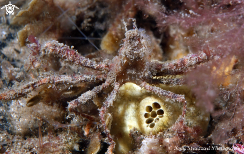 A Oncinopus neptunus | Spider crab