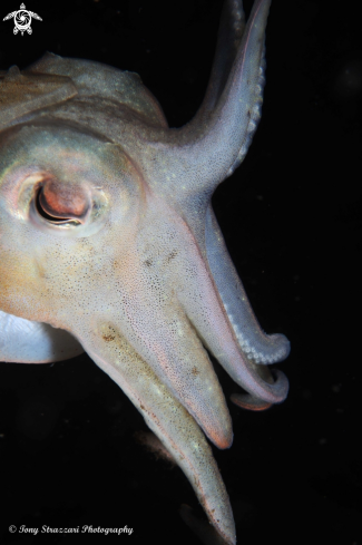 A Sepia plangon | Mourning cuttle