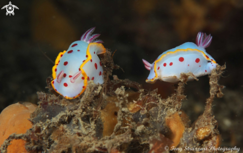A Hypselodoris bennetti | Bennett's Hypselodoris
