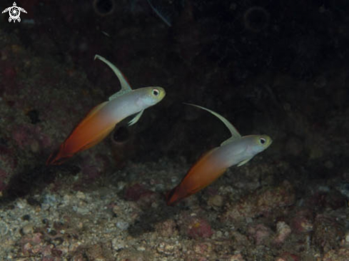 A Nemateleotris Magnifica | Fire Dartfish