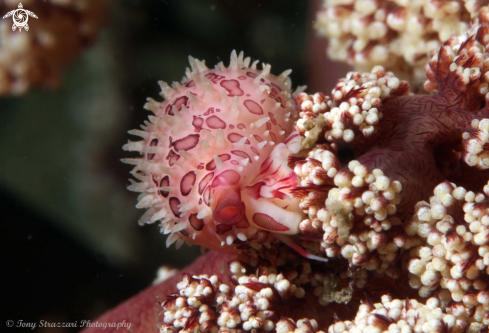 A Cavanagh's Egg Cowry