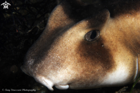 A Crested horn shark