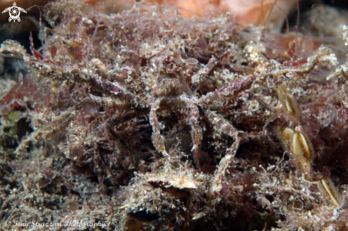 A Oncinopus neptunus | Spider crab