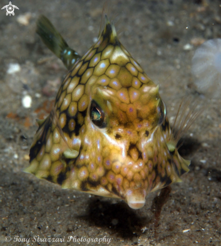 A Tetrosomus concatenatus | Turretfish