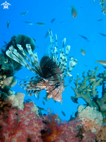 A Pterois volitans | Lion fish