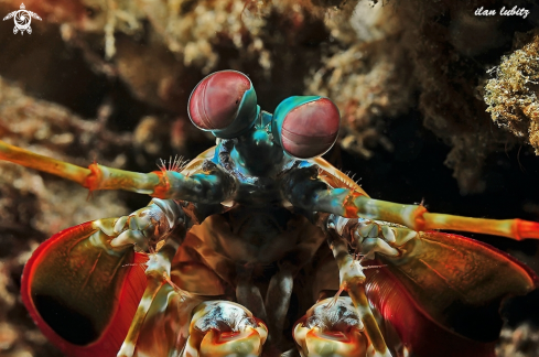 A Mantis Shrimp