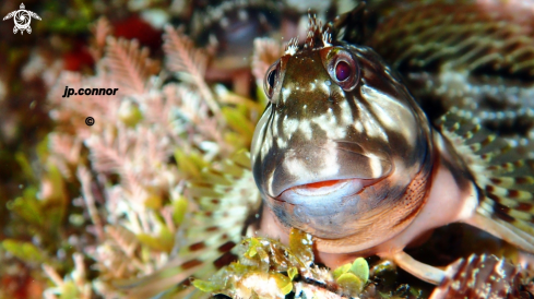 A Scartella cristata | Blennie trigloïde