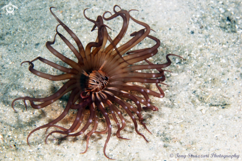 A Cerianthus filiformis | Tube anemone