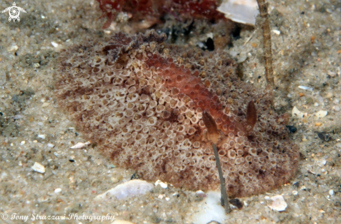 A Nodulose Hoplodoris | Nodulose Hoplodoris