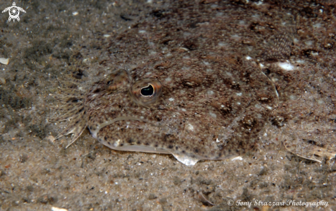 A Pseudorhombus jenynsii | Small Tooth Flounder