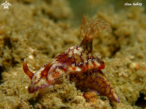 A Hypselodoris krakatoa | nudibranch