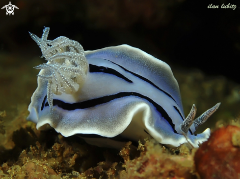 A nudibranch