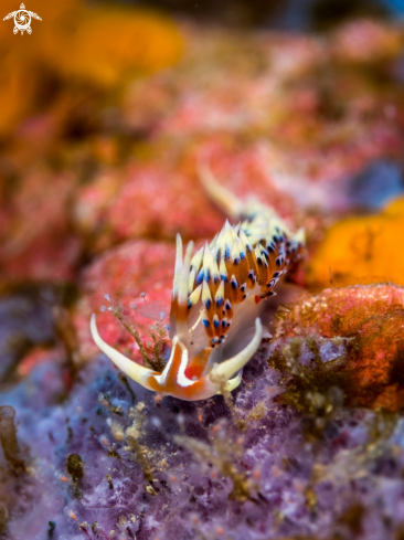 A Caloria indica | Nudibranch