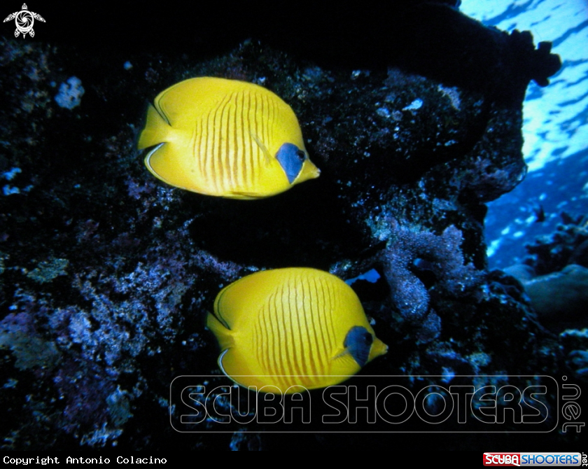 A Butterfly fish