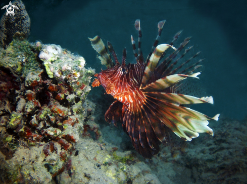 A lionfish