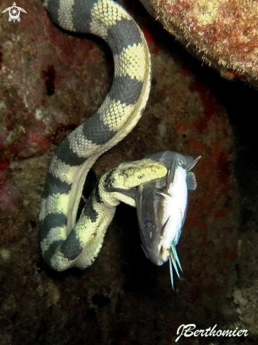 A Hydrophis major 