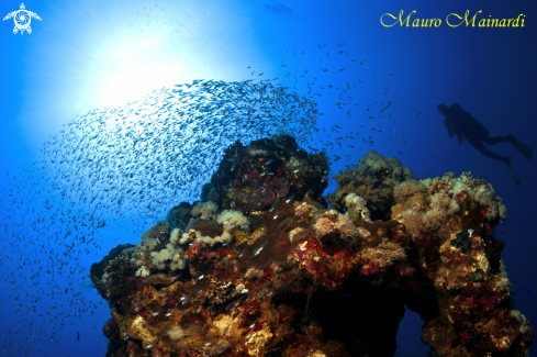 A Reef panorama