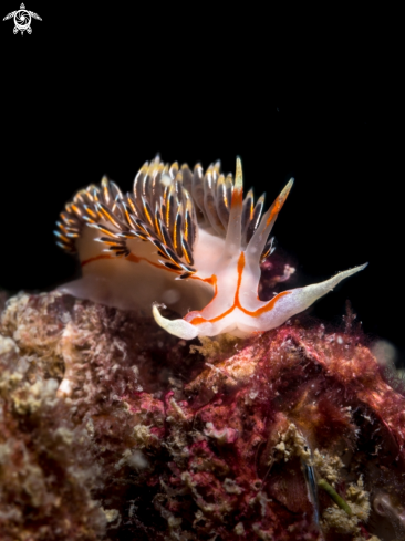 A Nudibranch