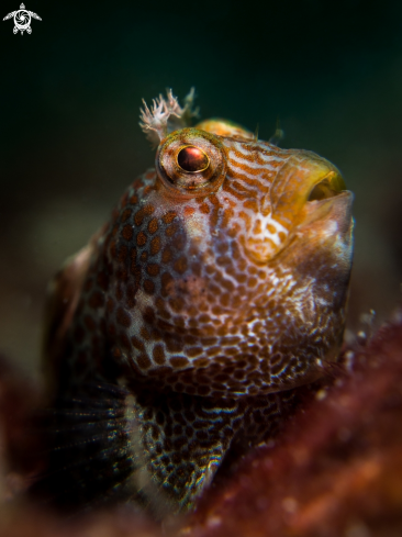 A Parablennius sp. |  Blenny