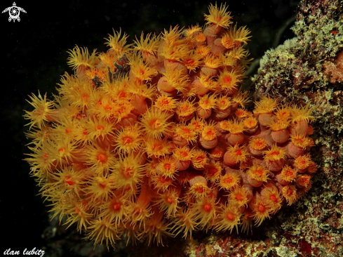 A Tubastraea faulkneri | coral