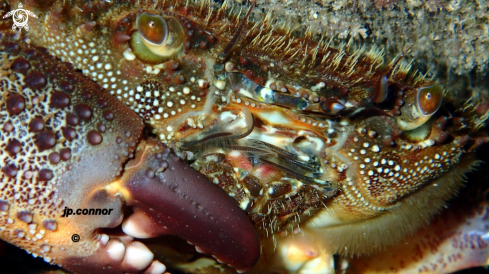 A Eriphia verrucosa | Crabe