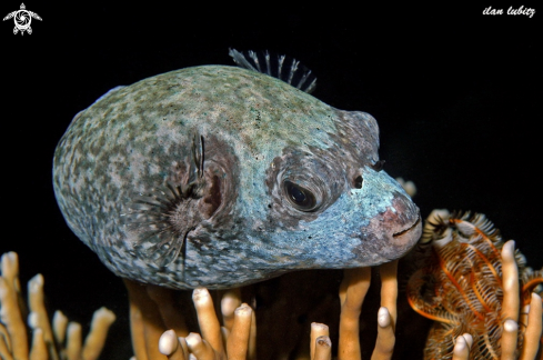 A Arothron nigropunctatus | puffer fish