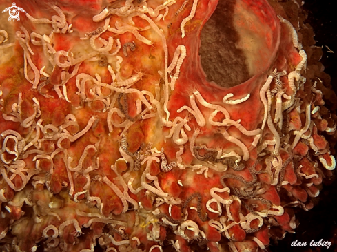 A Synapta lamperti | sea cucumber