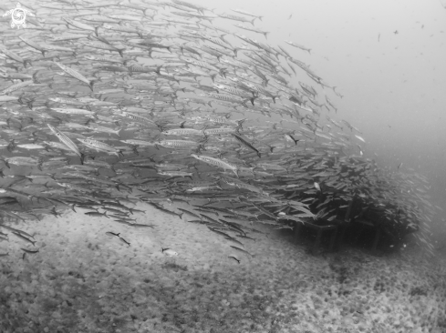 A Sphyraena qenie | Chevron Barracuda