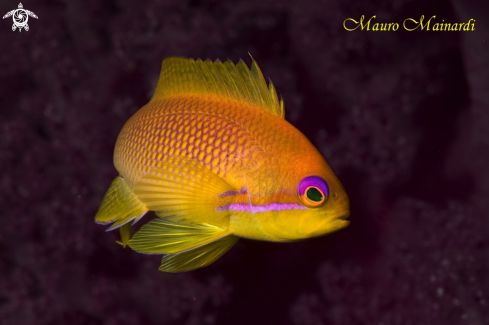 A Anthias 