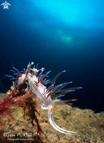 A Cratena Peregrina | Cratena Peregrina