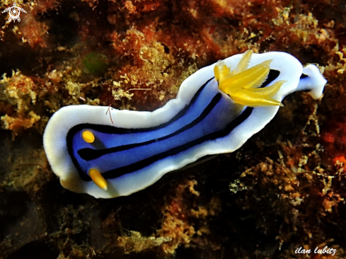 A Chromodoris lochi | nudibranch