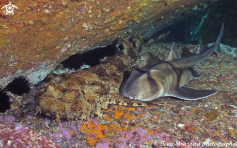 A Orectolobus halei and Heterodontus portusjacksoni | Ornate wobbegong and Port jackson Shark