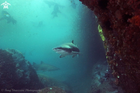 A Carcharias taurus | Grey Nurse Shark (Sand Tiger, Ragged Tooth)