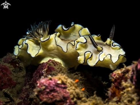A Glossodoris atromarginata | Nudibranch