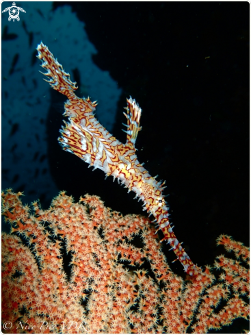 A Ghostpipe fish